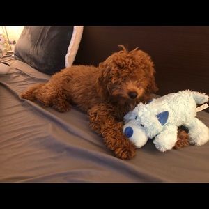 Meet your Posher, Leslie